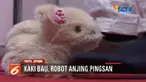 Hana-chan, robot berbentuk anjing karya Next Technology ini sensitif terhadap bau dan akan berlagak pingsan jika mencium bau kaki.