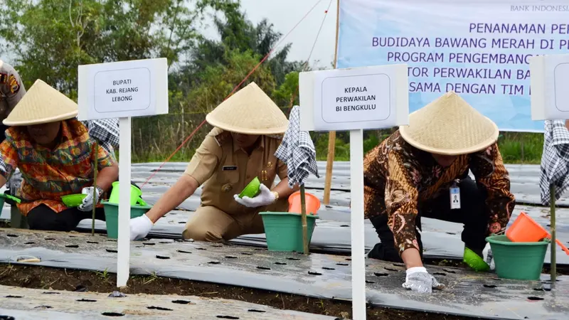 Wujudkan Pendidikan Gratis Pesantren Ini Tanam Bawang Merah