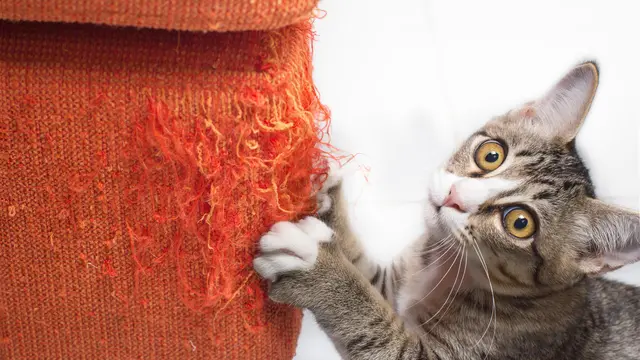 Stop Khawatir, Ini Tanda Kucing Rumahan Benar-Benar Bahagia