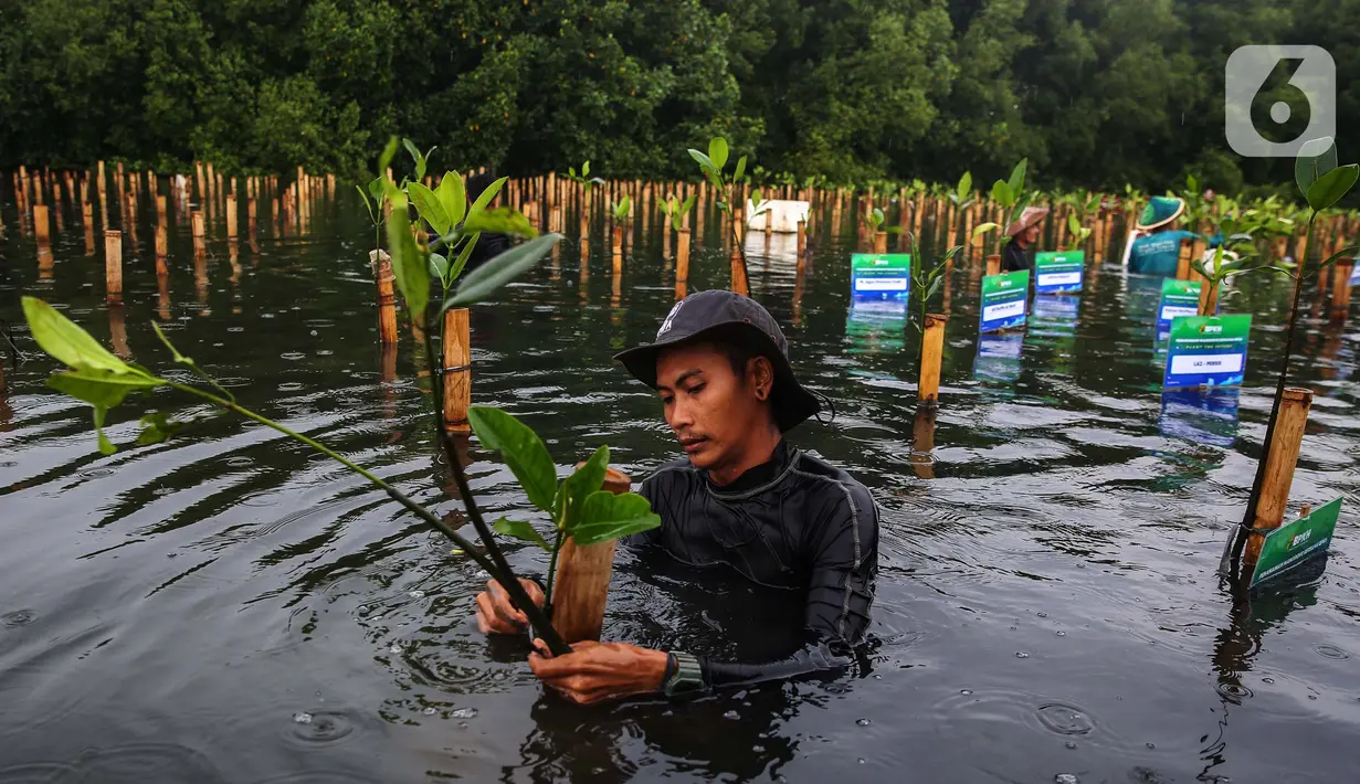 Salah satu peserta menanam pohon mangrove dalam kegiatan bersama Badan Pengelola Keuangan Haji (BPKH) di Taman Wisata Alam Mangrove Angke Kapuk, Jakarta, Sabtu (7/12/2024). (Liputan6.com/Angga Yuniar)