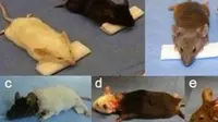 Dokter ini berhasil mentransplantasi/memindahkan kepala tikus dari satu tubuh ke tubuh lain dan tikus tersebut kembali hidup!