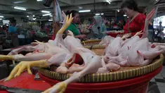 Suasana pedagang ayam di pasar Minggu, Jakarta, Kamis (24/7/2014) (Liputan6.com/ Miftahul Hayat)