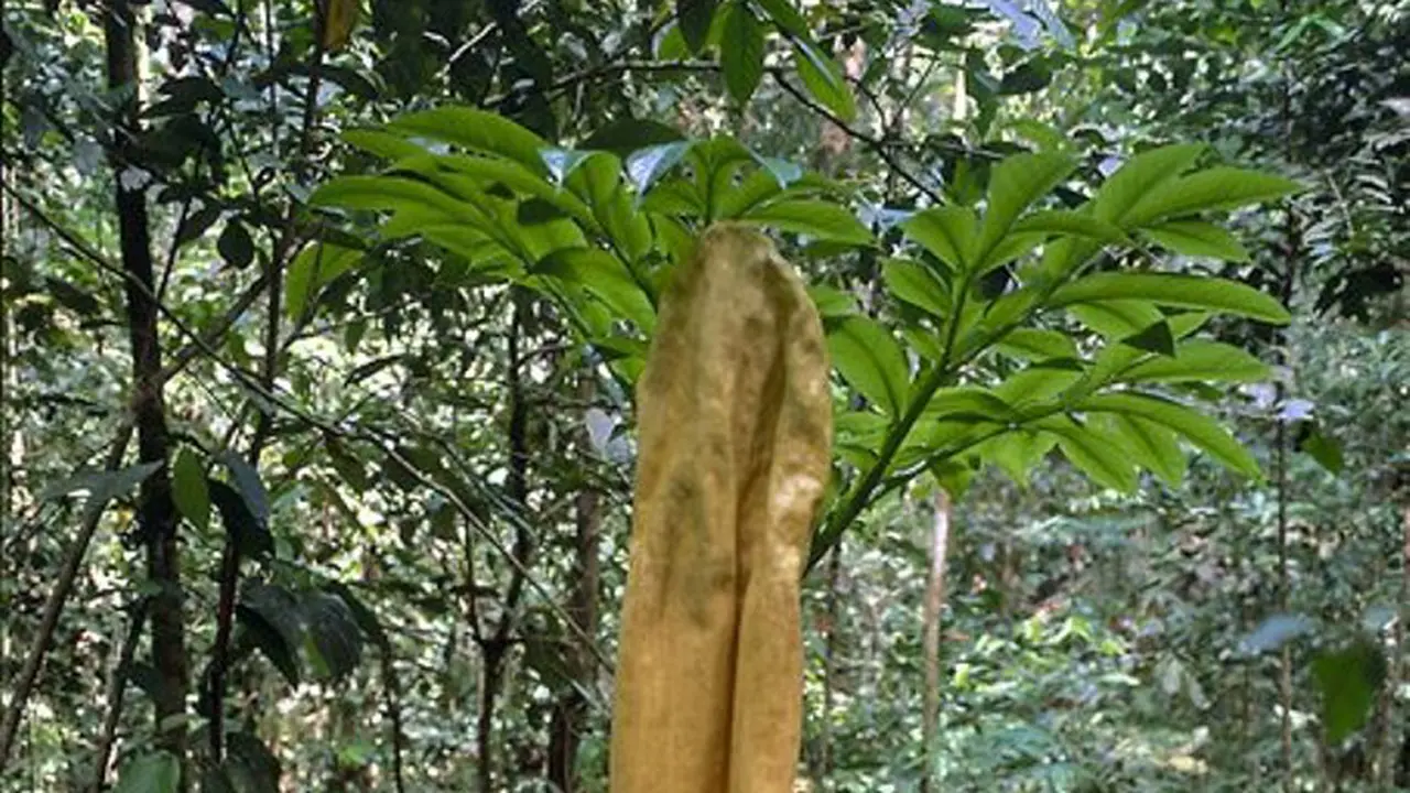Dengan Bangga, Lima Pemuda di Sumut Ini Rusak Tanaman Langka