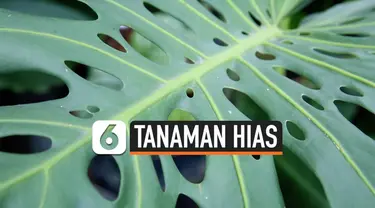 tanaman hias thumbnail