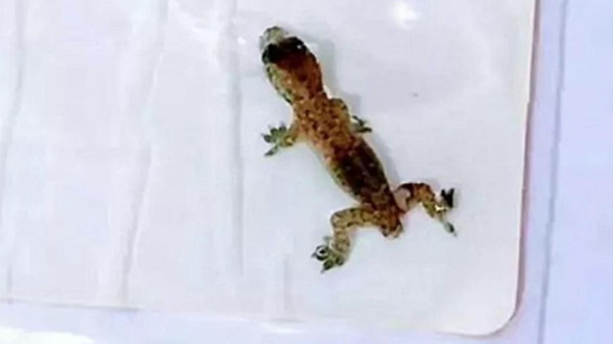 Kenapa Cicak Memutuskan Ekornya? Ini Mekanisme Pertahanan Diri yang Unik