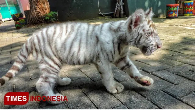 Harimau Sumatera