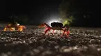 Kepiting menyeberang jalan di Giron, Kuba, 10 April 2022. Jutaan kepiting muncul pada awal hujan musim semi dan memulai perjalanan ke perairan Teluk Babi untuk bertelur dalam migrasi tahunan. (AP Photo/Ramon Espinosa)