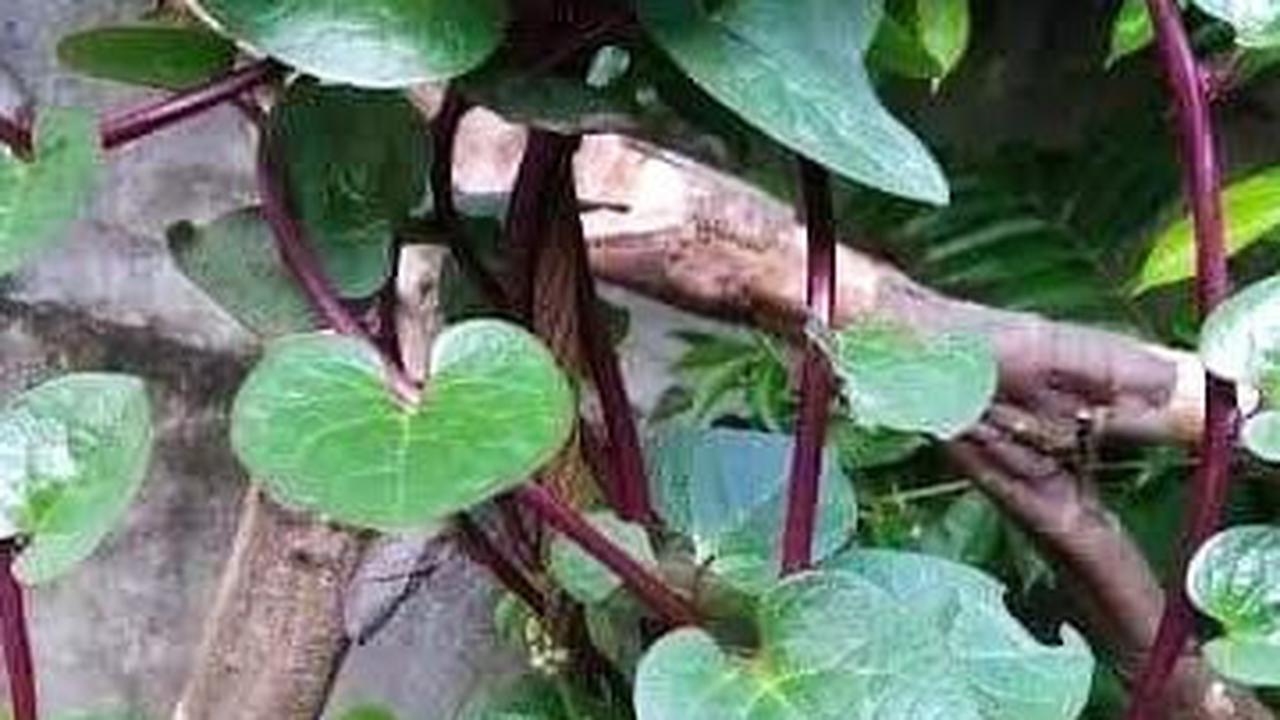 Sering Jadi Obat Herbal, Daun Binahong Diklaim Efektif Cegah Penyakit Mulai Dari Asam Urat hingga Gula Darah