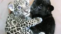 foto: Imgur