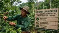 Petani di Kaltim Kembangkan Kopi Berkelanjutan di Kawasan Hutan Lindung