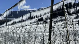 Pohon apel yang dibekukan secara artifisial ditutupi dengan lapisan es yang mencair di atas langit biru dekat Bressanone, di provinsi utara Italia di South Tyrol, Italia (8/4/2021).  (AP Photo/Matthias Schrader)