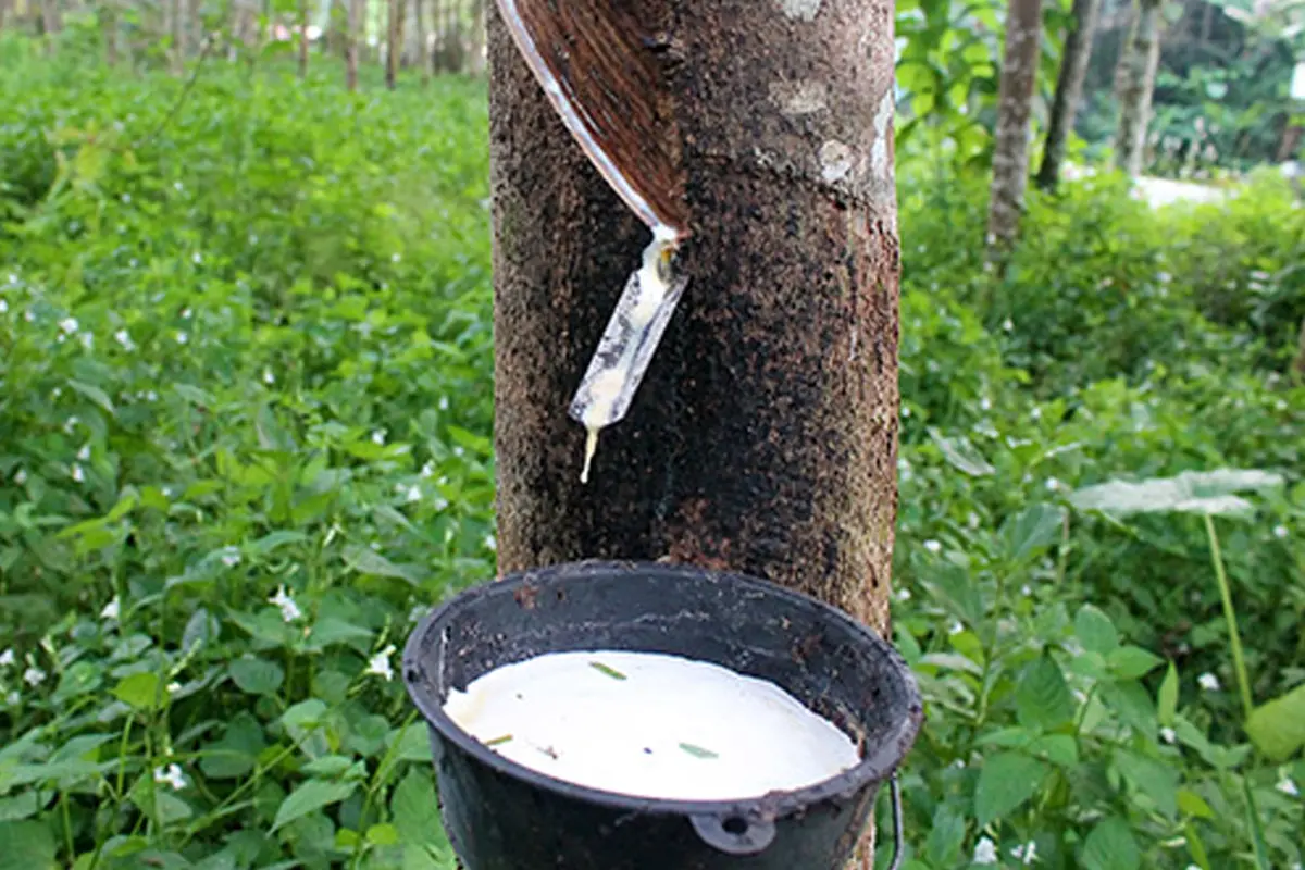 Pohon Karet