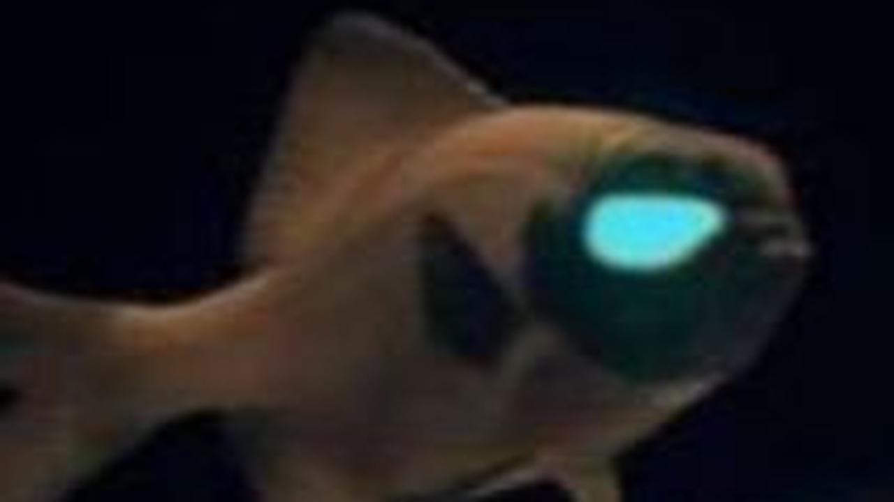 Menggunakan Bioluminesensi