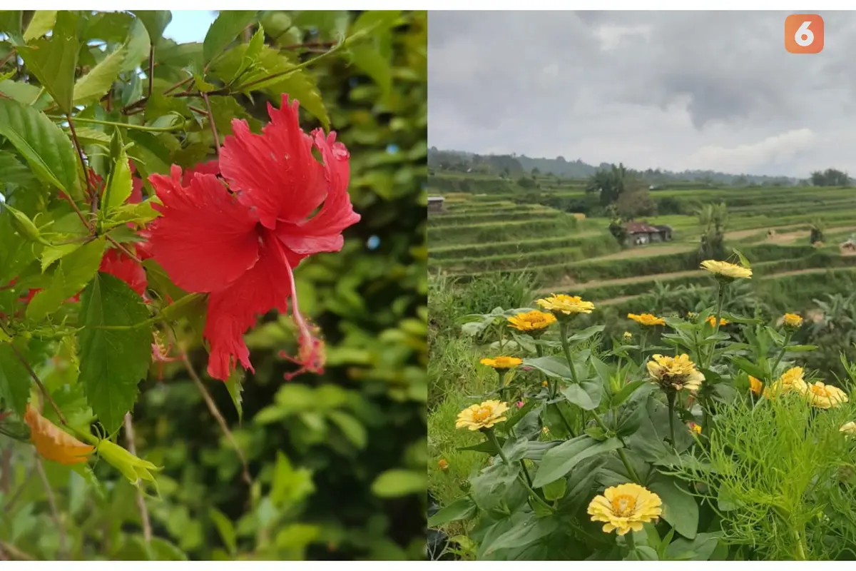 Kenali 10 bunga herbal seperti hibiscus dan dandelion yang mampu menurunkan kolesterol secara alami. Jadikan bunga-bunga ini bagian dari rutinitas sehat untuk mendukung kesehatan jantungmu! (Foto: Aditya Eka Prawira/Liputan6.com)