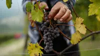 Seorang petani memetik anggur Nebbiolo, yang digunakan untuk membuat wine Barolo, selama panen di Barolo, Laghe Country side dekat Turin, Italia (14/9/2019). Anggur ini terkenal karena kemampuannya menua dan biasanya berwarna merah saat matang. (AFP Photo/Marco Bertorello)