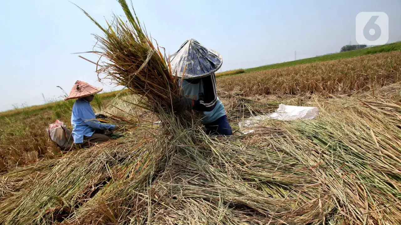 Petani memanen padi