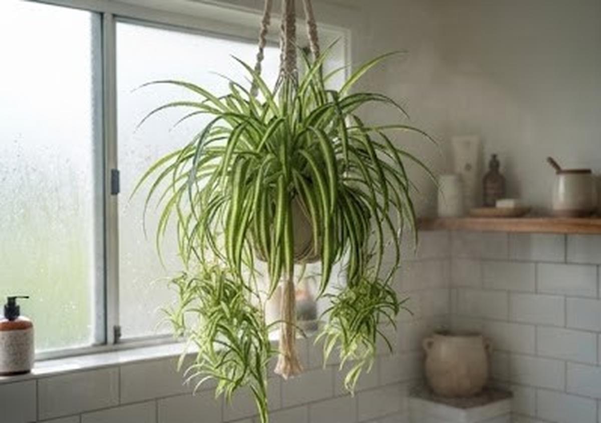 Spider Plant