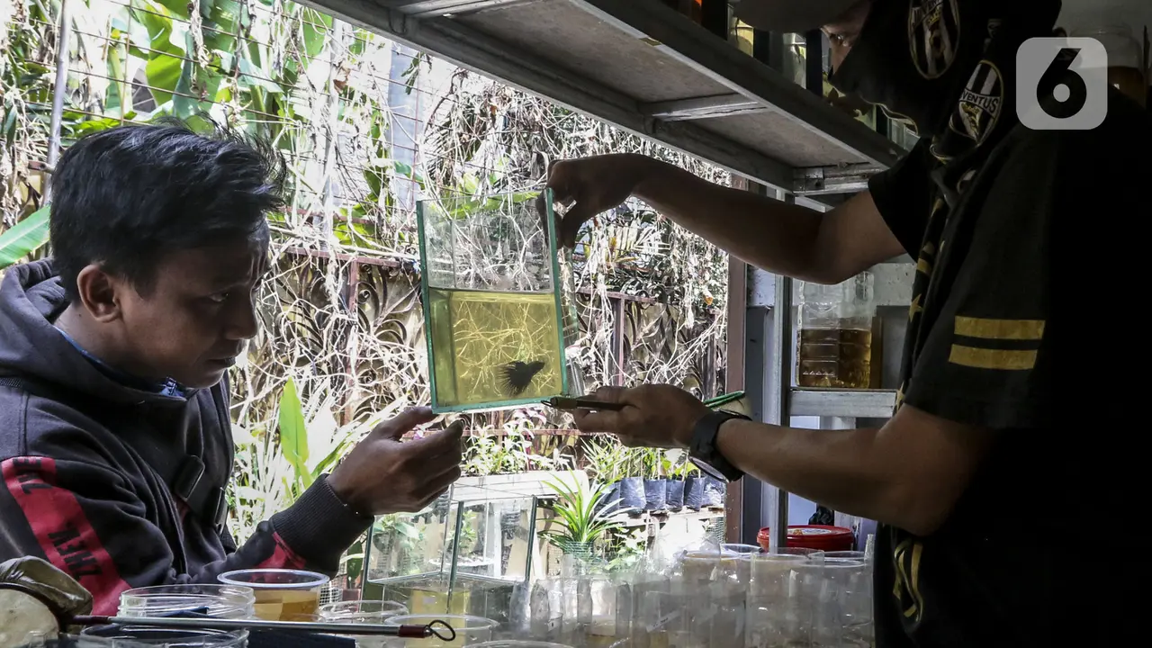 FOTO: Geliat Bisnis Ikan Cupang Hias