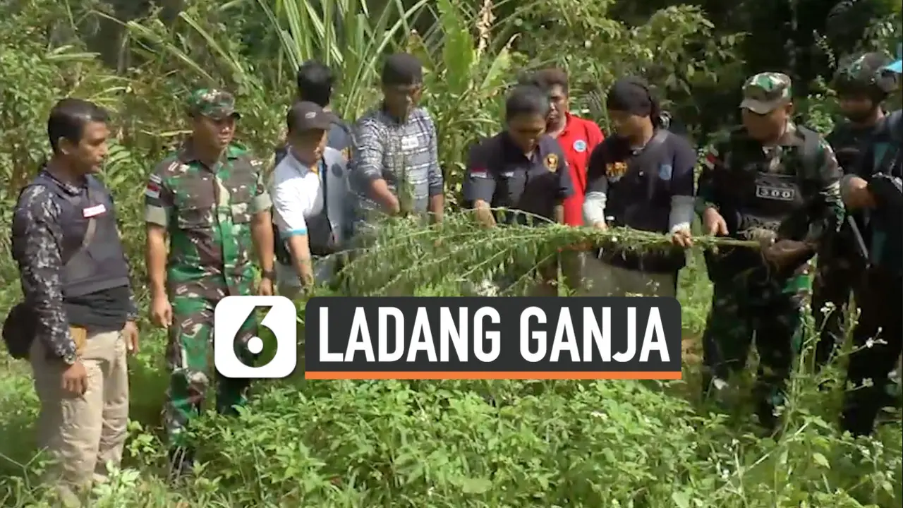TV Ladang Ganja