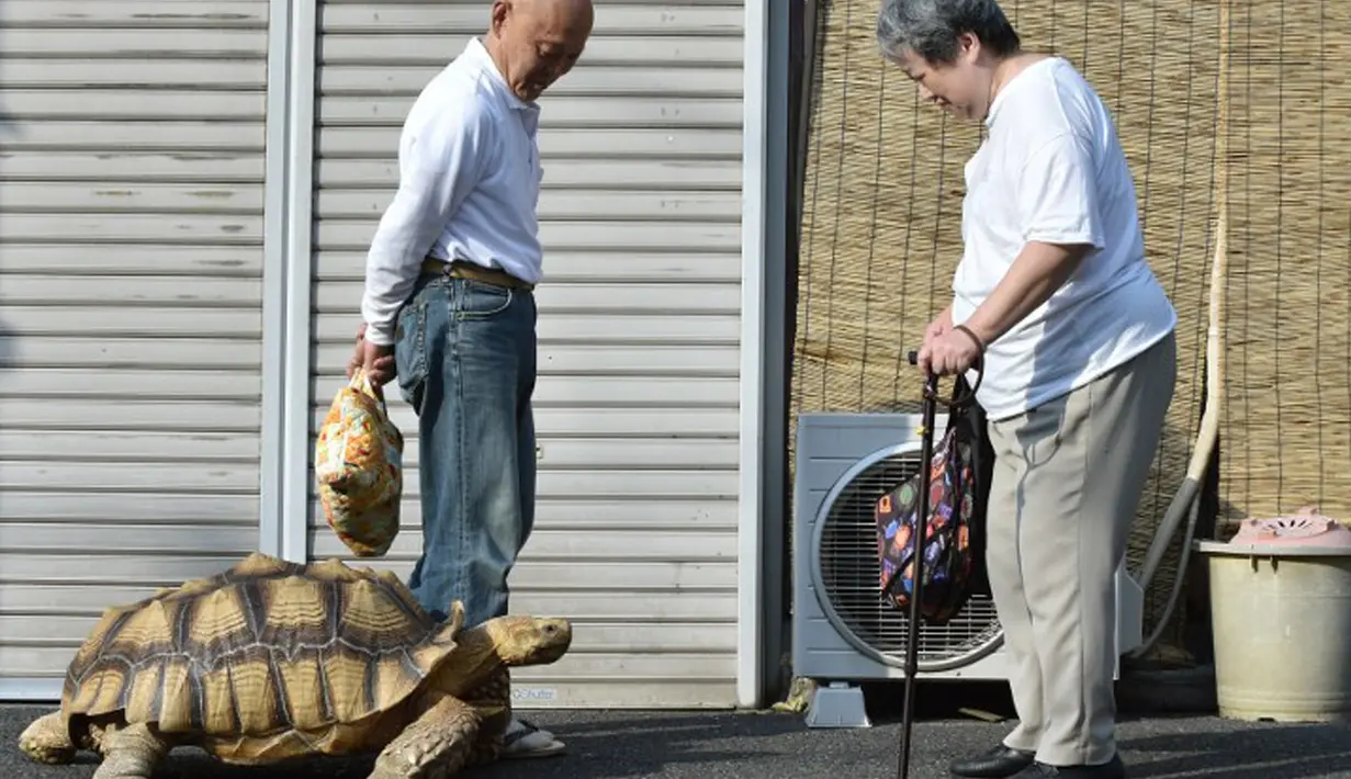 Mitani Hisao menemani Bon-chan, kura-kura peliharaannya saat berjalan-jalan di sekitar Tokyo. (AFP Photo/Kazuhiro Nogi)