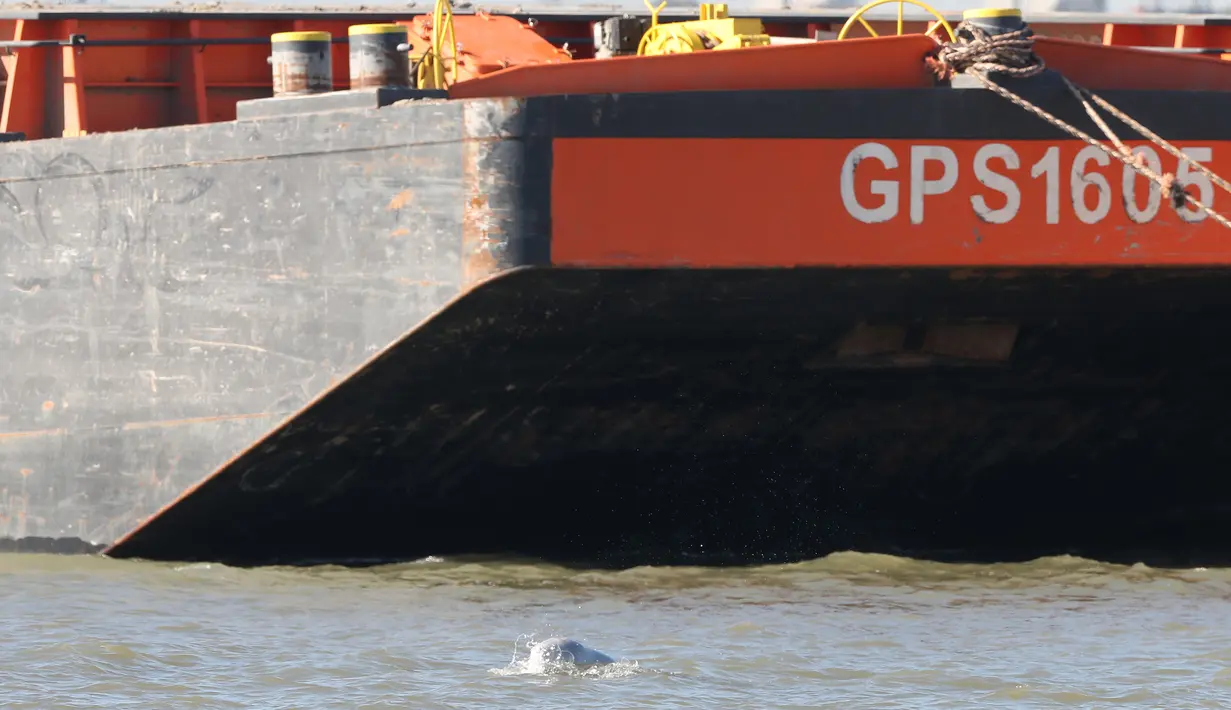 Penampakan seekor paus beluga atau paus putih yang muncul di permukaan Sungai Thames dekat Gravesend timur London, Rabu (26/9). Penampakan terakhir paus beluga di perairan Inggris terjadi pada tahun 2015 lalu. (AFP/Daniel LEAL-OLIVAS)