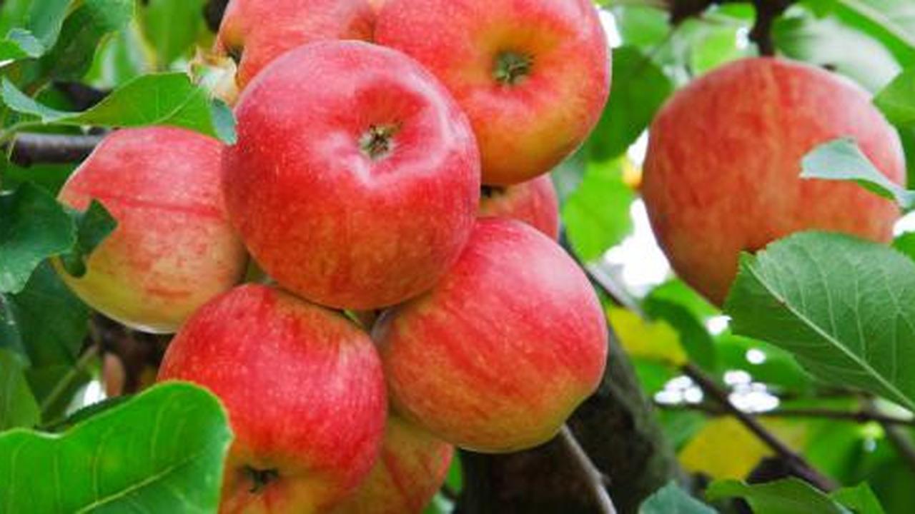 Apel, snack sehat bantu turunkan berat badan