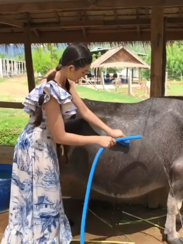 7 Potret Liburan Patricia Devina ke Laos, Enggak Takut Mandikan Kerbau