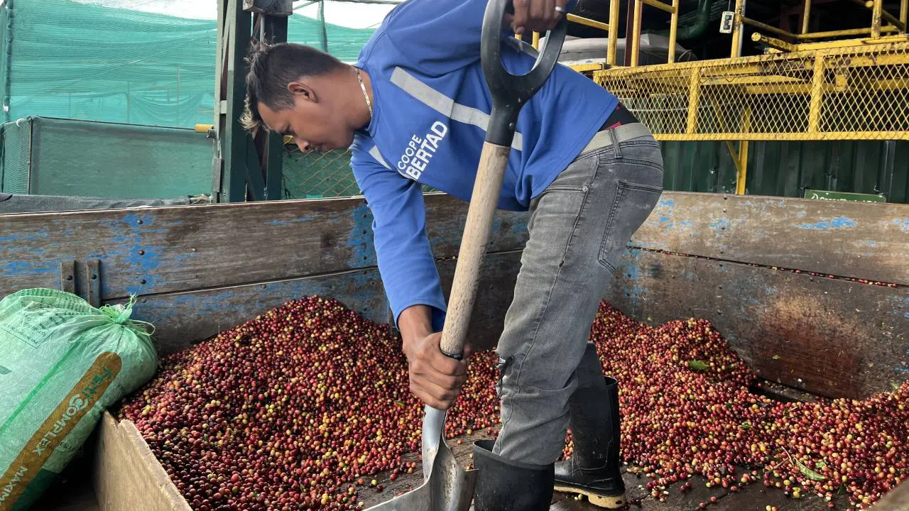 Petani Kopi di Kosta Rika Mengantar Hasil Panen untuk Dijual
