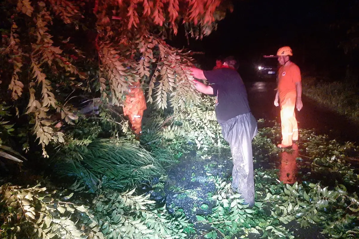 Pohon tumbang di Situbondo
