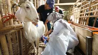 Bupati Banyuwangi ipuk Fiestiandani memeras susu kambing etawa (Istimewa)