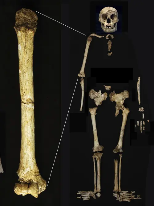 Temuan Langka Fosil Tulang Manusia Purba Kerdil 'Hobbit' dari Indonesia Ini  Lebih Kecil dan Berevolusi - Global Liputan6.com