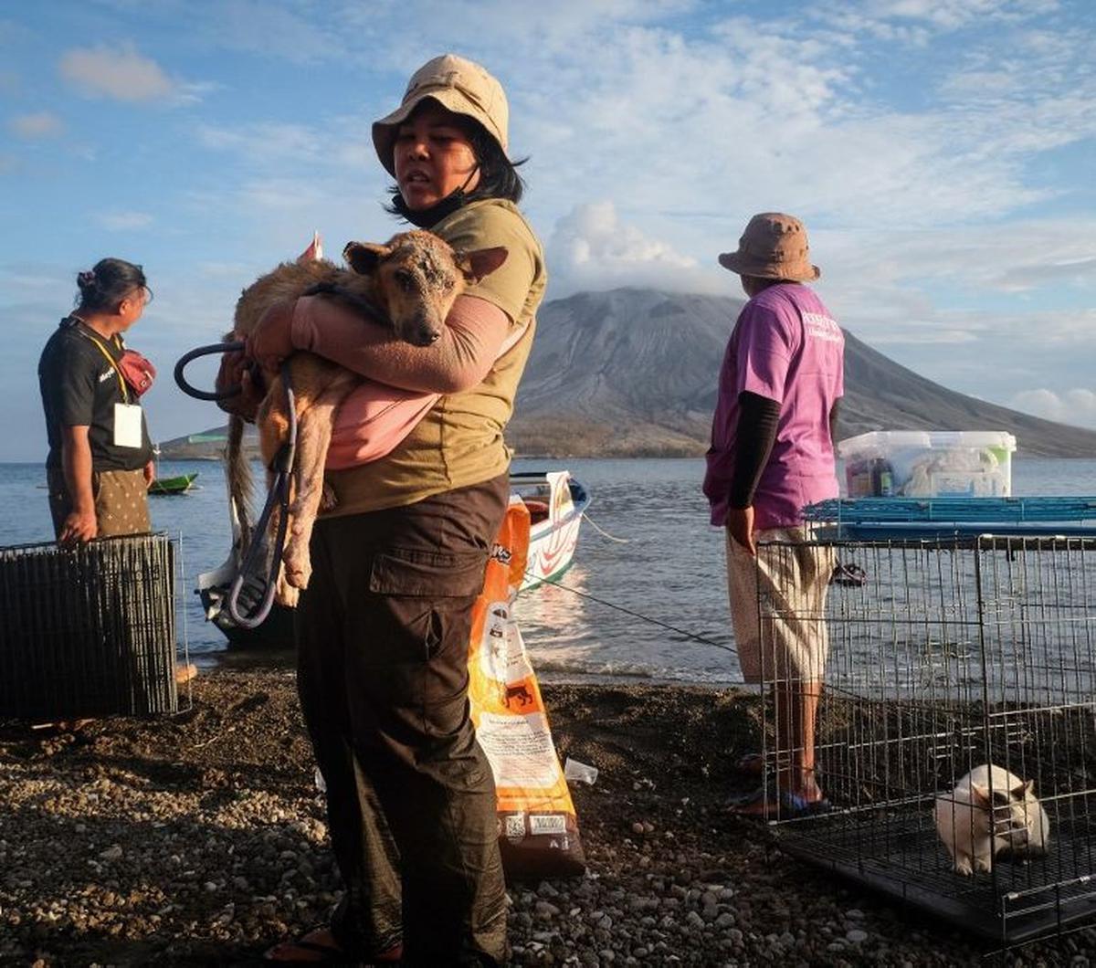 Sekelompok relawan mengevakuasi anjing dan kucing dari desa-desa terdampak erupsi Gunung Ruang, Kabupaten Sitaro, Sulawesi Utara, pada Sabtu (4/5/2024). Anjing dan kucing itu terlantar setelah orang-orang meninggalkan desa untuk mengungsi akibat erupsi Gu