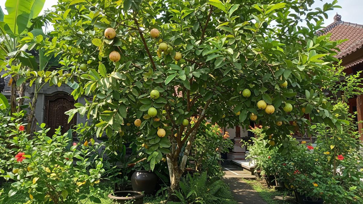 9 Cara Menanam Jambu Biji di Rumah, Panen Sendiri dari Pekarangan