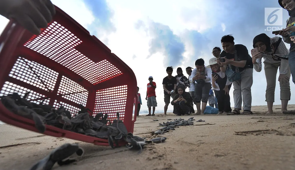 Pengunjung menyaksikan pelepasan lebih dari 300 tukik (anak penyu) Hijau di Pantai Pangumbahan, Ujung Genteng,  Sukabumi, Jawa Barat (27/10). Kegiatan pelepasan tukik pada sore hari ini menjadi  daya tarik pengunjung. (Merdeka.com/Arie Basuki)
