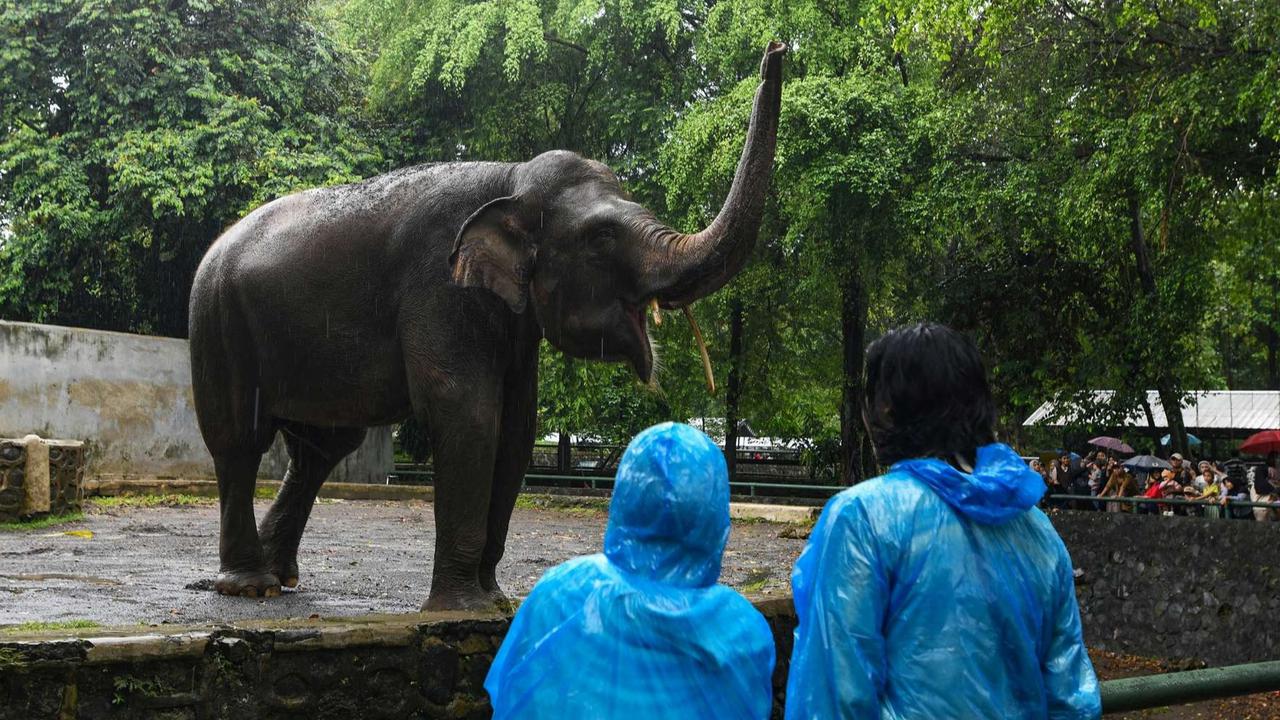 FOTO: Suasana Taman Margasatwa Ragunan Dibanjiri Puluhan Ribu Pengunjung di Hari Kedua Lebaran