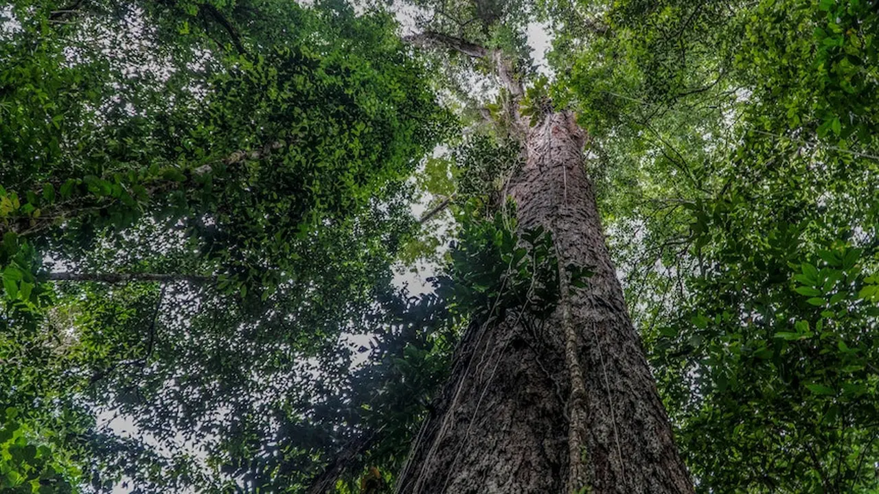 Pohon tertinggi di Hutan Amazon. Dok: Imazon via AFP, ABC News