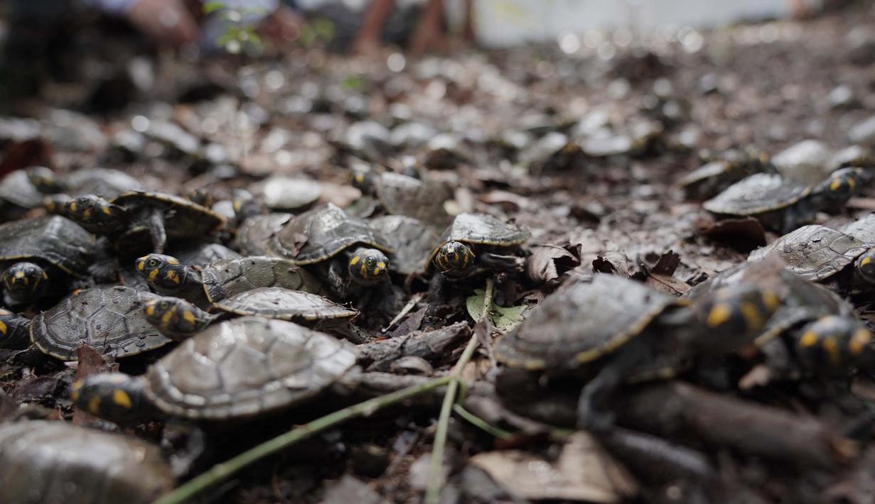 Kura-kura sungai berbintik kuning ini berukuran kecil dengan panjang maksimal sekitar 12 cm. (Orlando Junior/AFP)