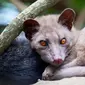 Dibalik kebanggaan atas kopi luwak menjadi kopi termahal di dunia, ada kisah dibalik kopi luwak yang tak banyak diketahui.