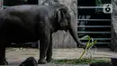 Gajah memakan makanan dalam kandangnya di Taman Margasatwa Ragunan, Jakarta Selatan, Senin (20/4/2020). Selama sebulan diistirahatkan dari kunjungan warga, hewan-hewan itu tampak lebih bagus dan lebih fresh penampilannya. (Liputan6.com/Faizal Fanani)
