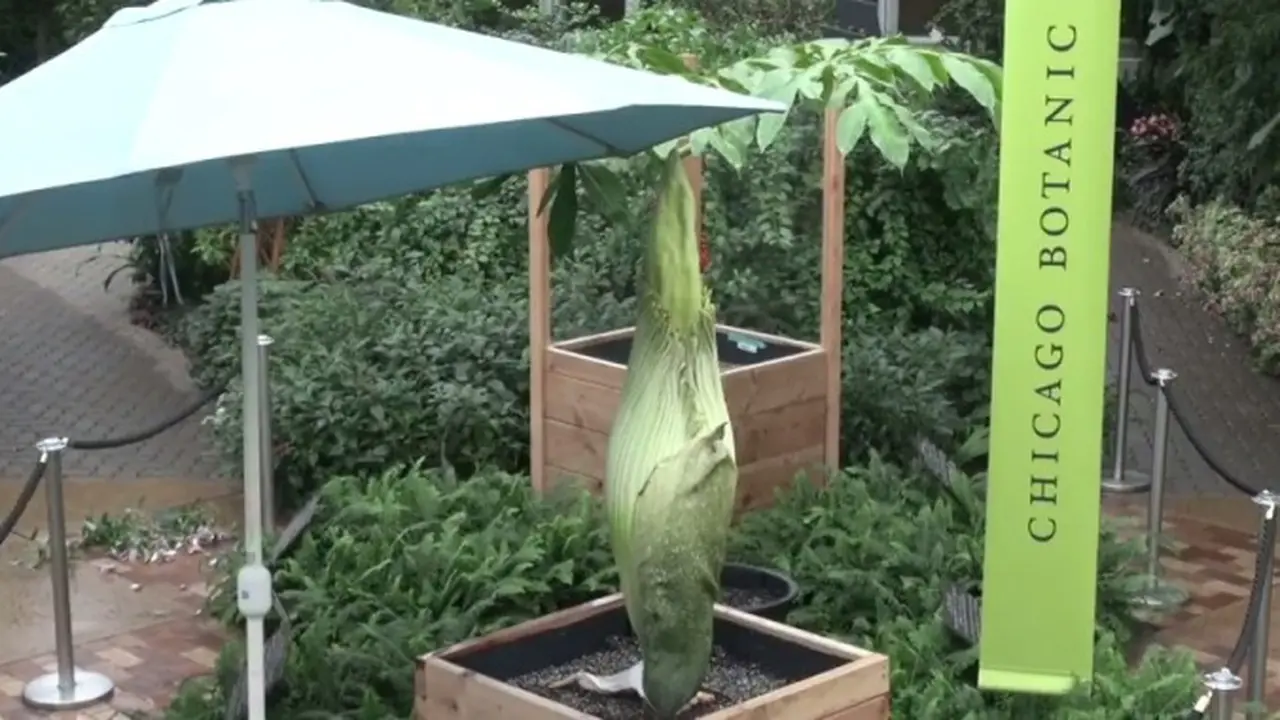 Titan Arum atau bernama ilmiah Amorphophallus titanum adalah bunga endemik pulau Sumatera. 