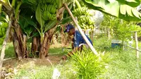 Prospek bisnis pisang Cavendish cukup menjanjikan untuk dikembangkan.