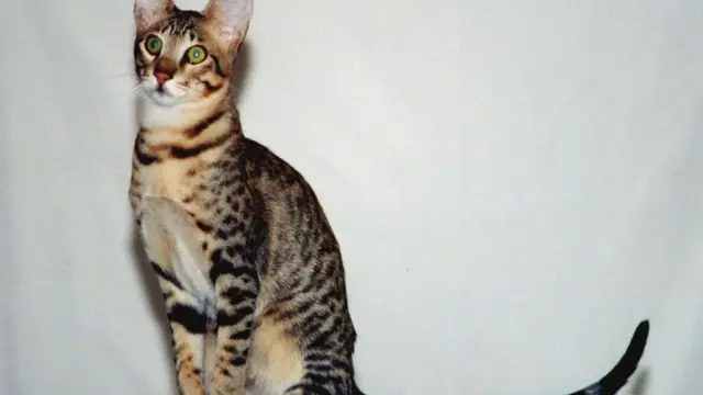 Serengeti Cat