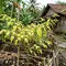 Cara Mengatasi Daun Cabai Menguning agar Tanaman Sehat dan Berbuah Lebat