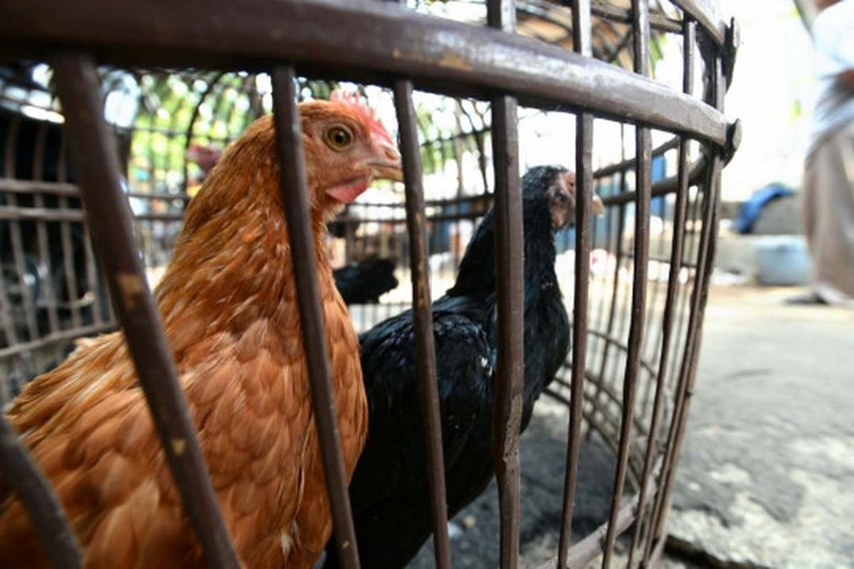 Antisipasi flu burung, kandang unggas di bantaran Ciliwung dibongkar