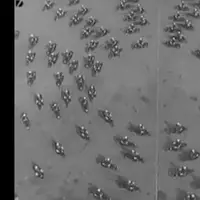 Sejak 1950 para polisi Italia sudah bisa membuat formasi motor untuk pertunjukan di hari lahir kepolisian. Atraksinya menakjubkan!