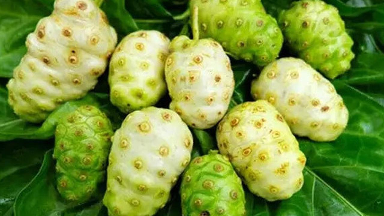 Cara Mengolah Buah Mengkudu yang Tepat untuk Kesehatan