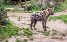 Ilmuwan Terperanjat Temukan Hyena Tutul di Mesir Untuk Pertama Kali dalam 5.000 Tahun, Nasibnya Tragis