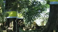 Pohon raksasa berusia ratusan tahun ini menaungi para leluhur desa Nglurah, Tawangmangu, Karanganyar yaitu Narotama dan Nyai Rasa Putih. (foto: Liputan6.com / Pemkab Karanganyar / edhie prayitno ige)