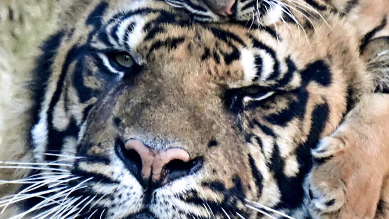 Fakta Konflik Harimau-Manusia di Suoh Lampung Barat, Seorang Warga Diterkam hingga Pembakaran Kantor TNBBS