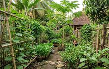 Cara Membuat Kebun Buah Campuran Sayur, Ikuti 7 Langkah Ini untuk Panen Melimpah